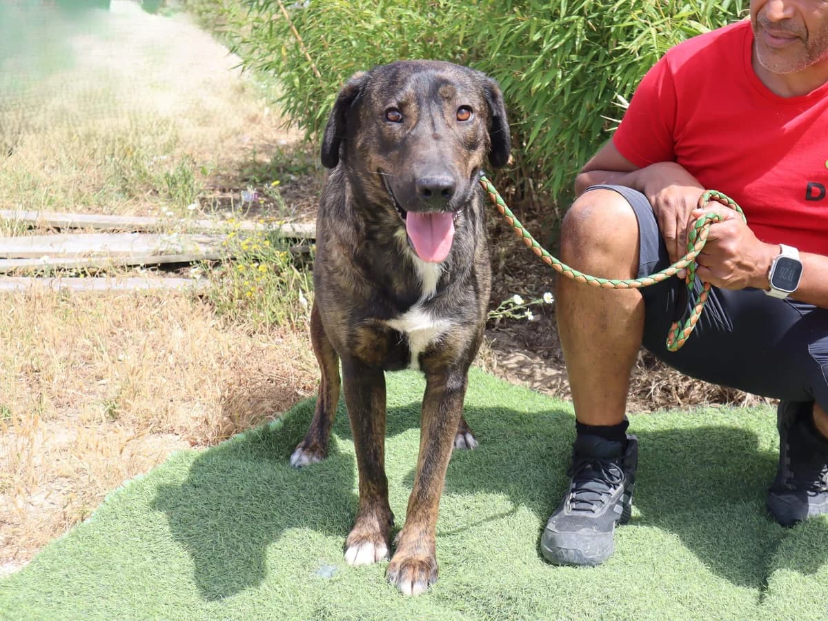 POLLY, Castanho e Branco female 4yo Mixed Breed for adoption at O Cantinho da Milu, Lisbon
