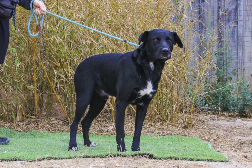 HUGO, Preto male 3yo Mixed Breed for adoption at O Cantinho da Milu, Lisbon