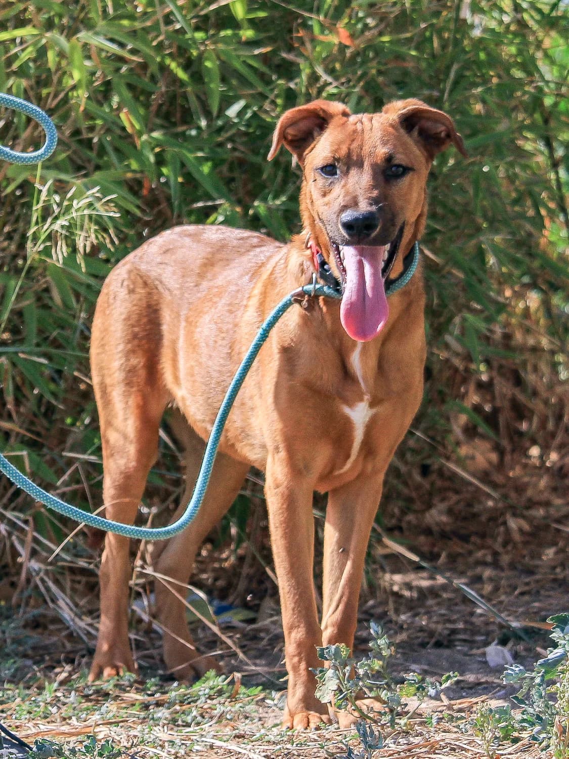 BANSHO, Castanho male young Mixed Breed for adoption at O Cantinho da Milu, Lisbon