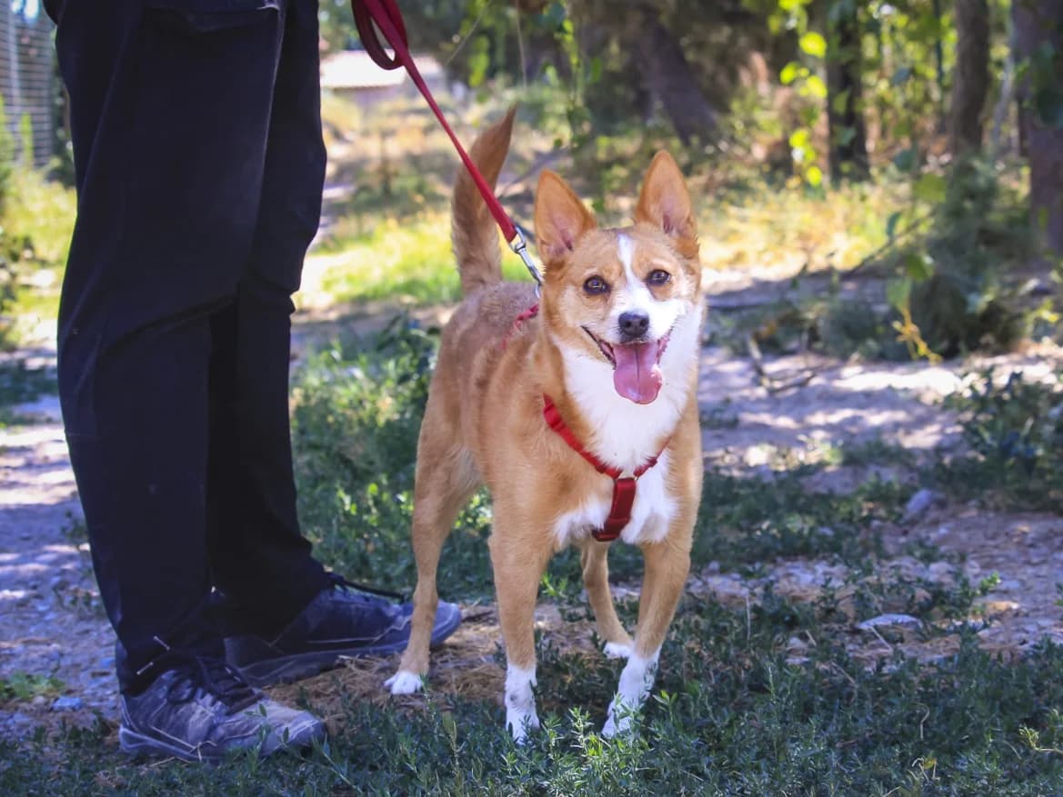 LUNA, Laranja female 6yo Mixed Breed for adoption at O Cantinho da Milu, Lisbon