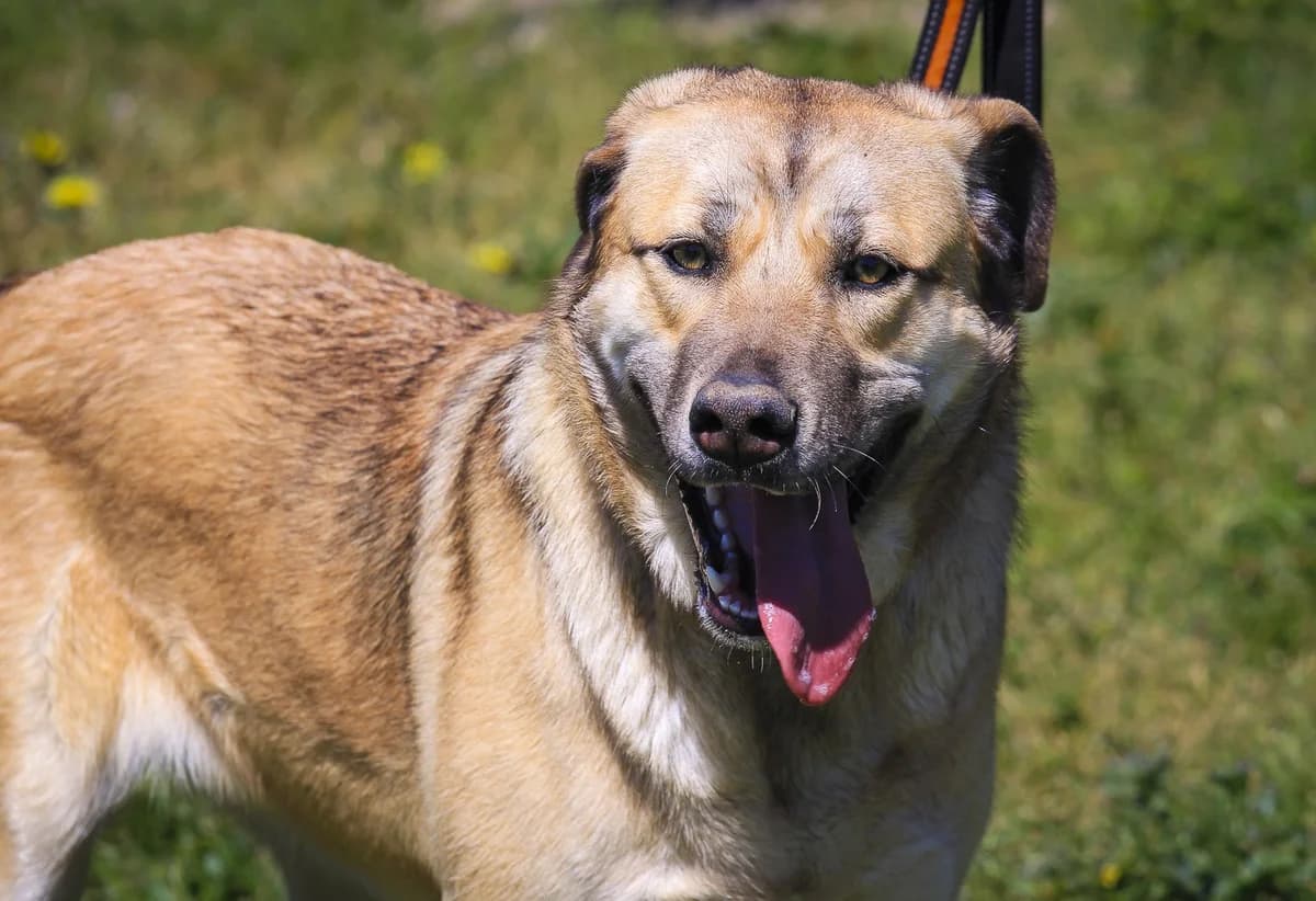 BELLADONNA, Castanho female young Mixed Breed for adoption at O Cantinho da Milu, Lisbon