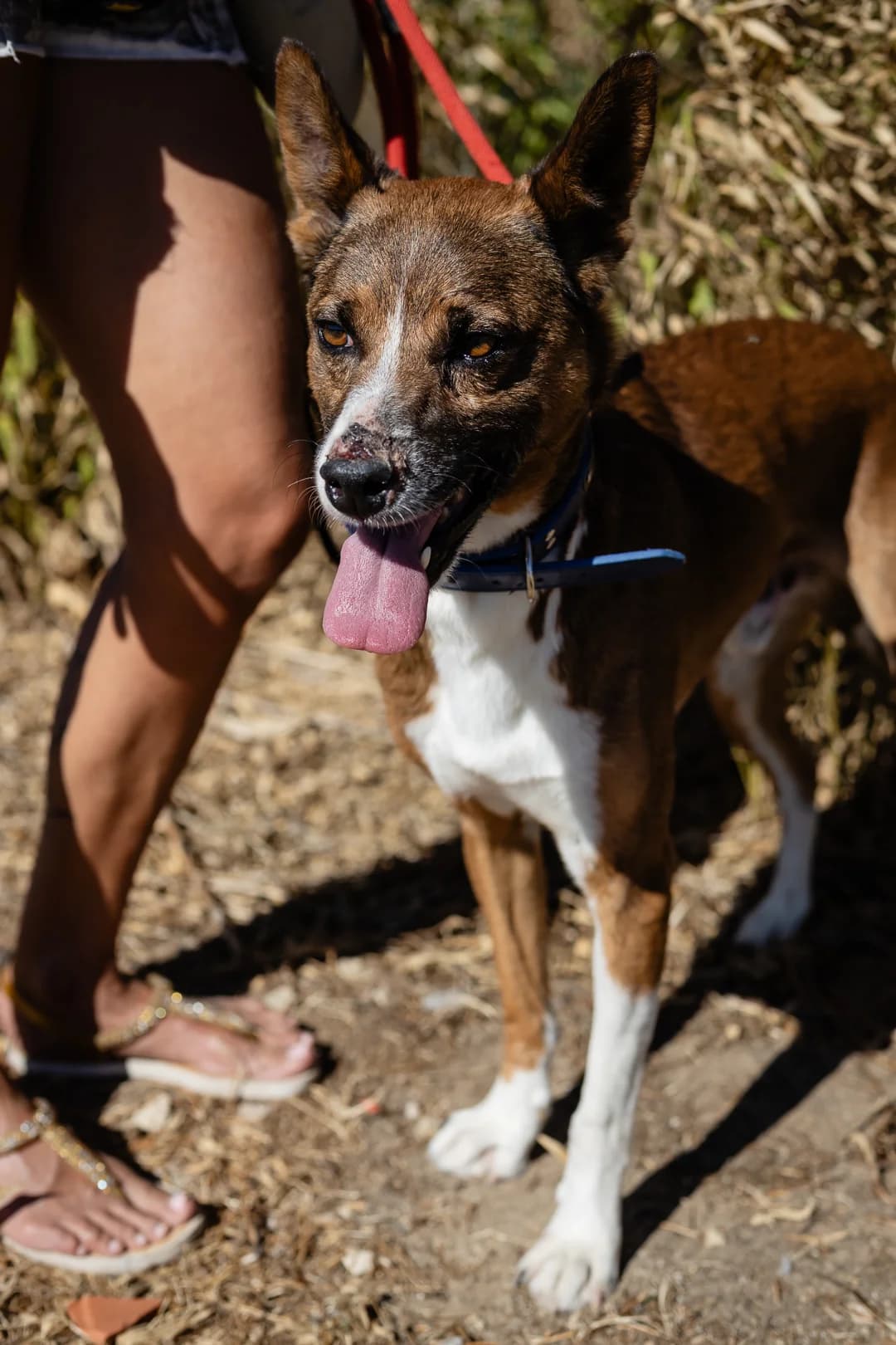 CRAVO, Castanho e Branco male 6yo Mixed Breed for adoption at O Cantinho da Milu, Lisbon