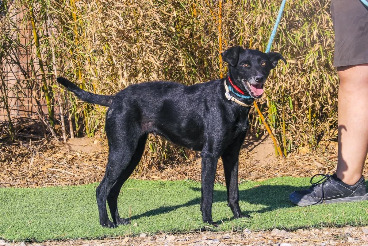 MELLY, Preto female senior Mixed Breed for adoption at O Cantinho da Milu, Lisbon