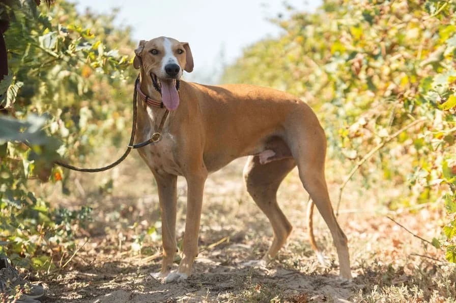 ENZO, Castanho e Branco male 3yo Galgo Español for adoption at O Cantinho da Milu, Lisbon