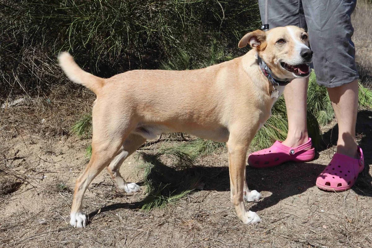 ARMANDO, Creme male 4yo Mixed Breed for adoption at O Cantinho da Milu, Lisbon