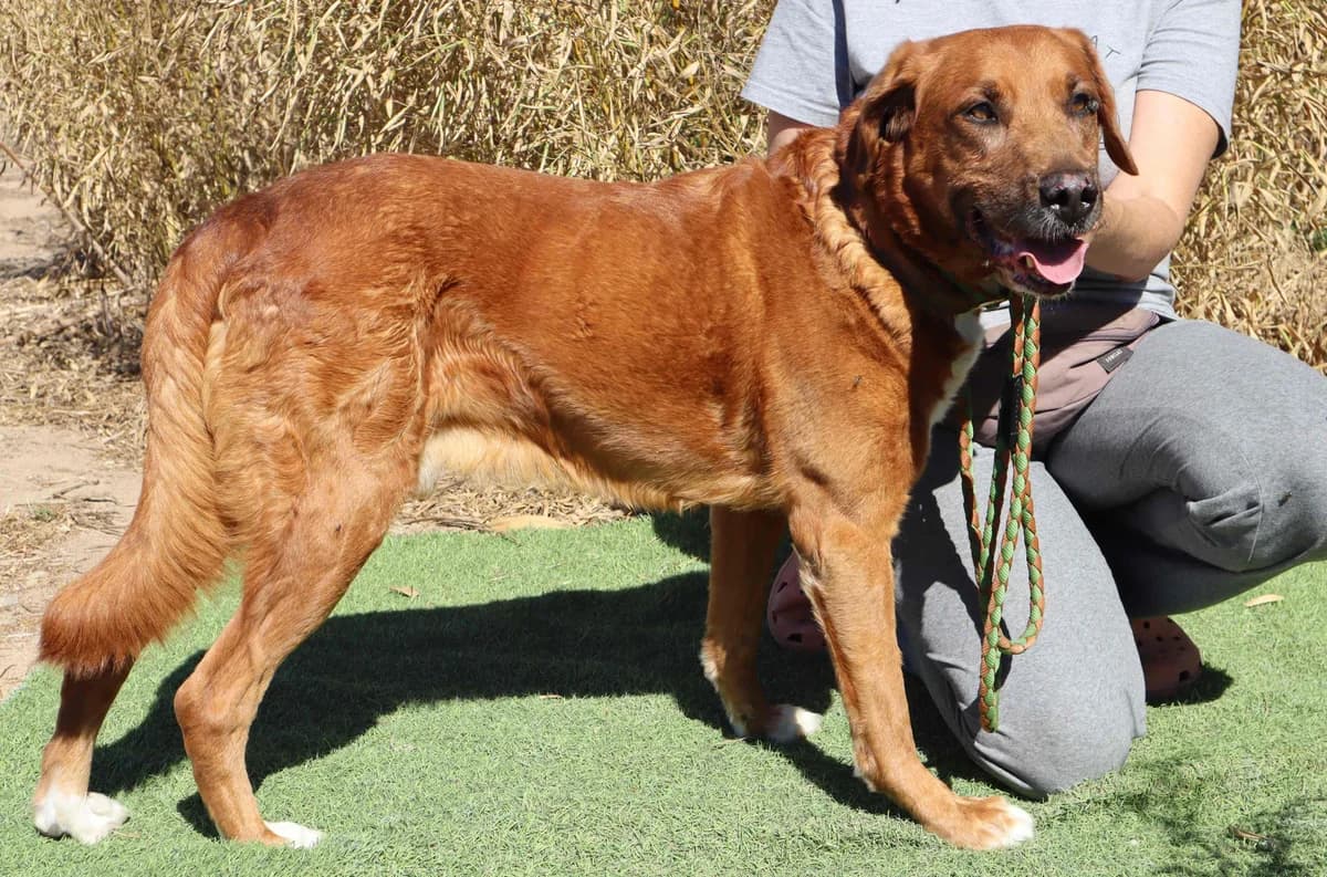 WIZZ, Castanho male senior Mixed Breed for adoption at O Cantinho da Milu, Lisbon