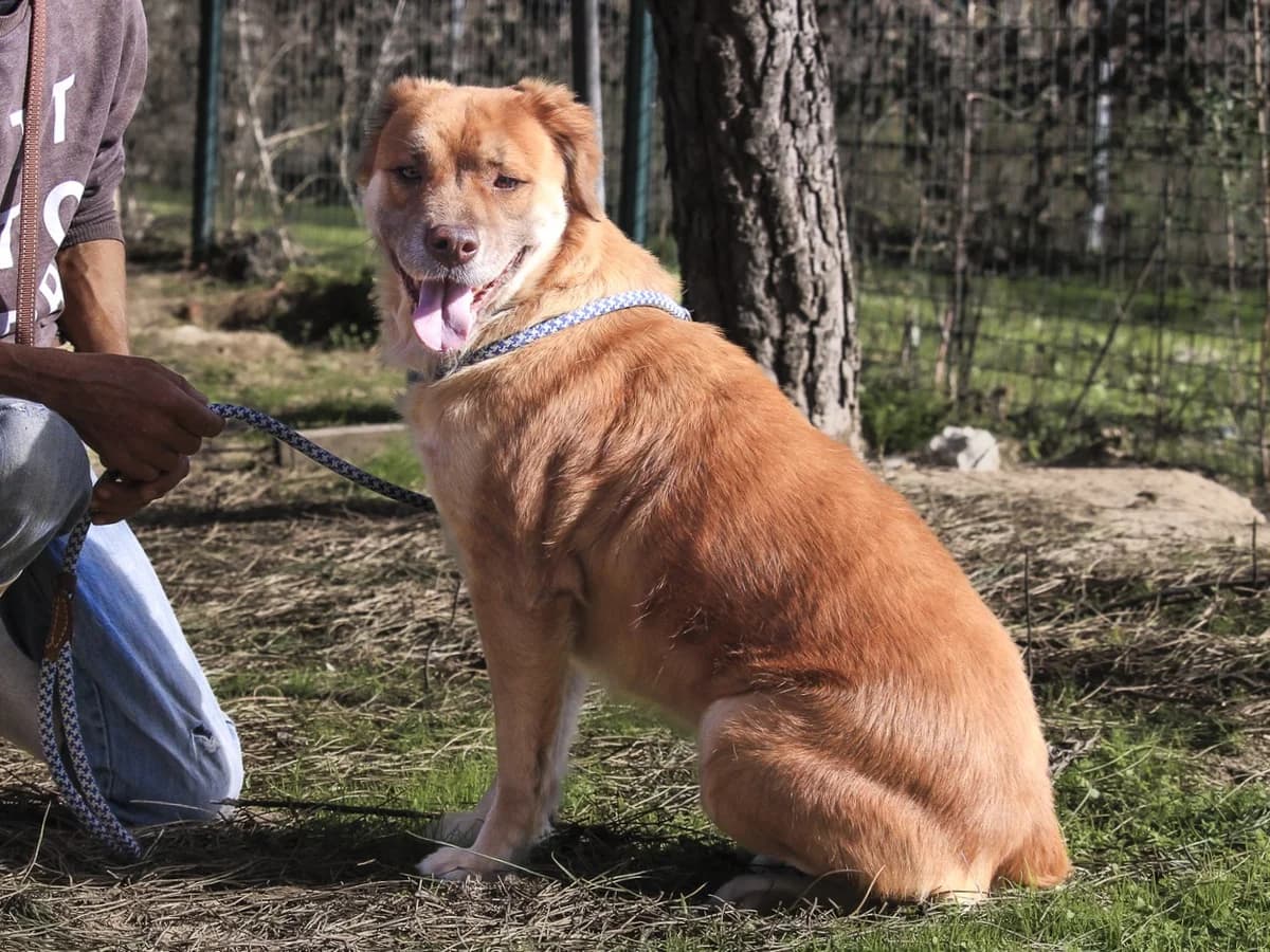 ELISA, Castanho female 3yo Mixed Breed for adoption at O Cantinho da Milu, Lisbon