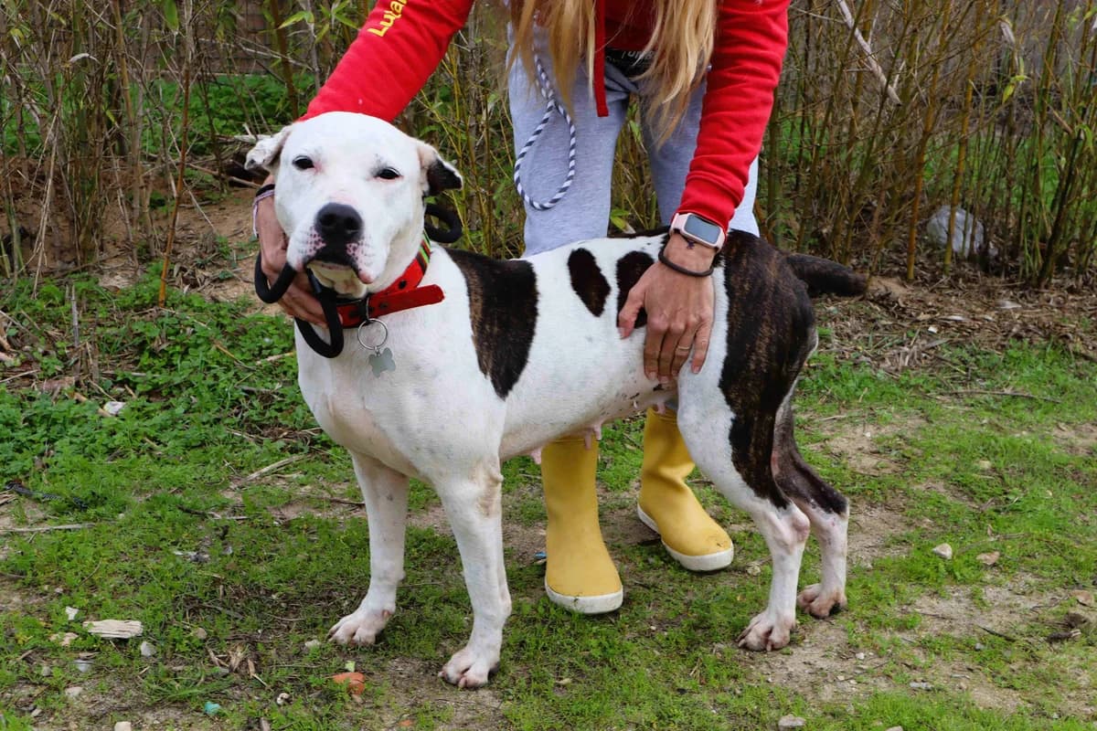 PANDA, Branco e Preto female 4yo Pit Bull Terrier for adoption at O Cantinho da Milu, Lisbon