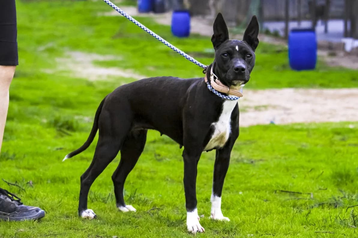 ZOE, Preto e Branco female 5yo Pit Bull Terrier for adoption at O Cantinho da Milu, Lisbon