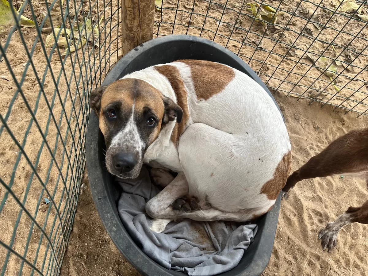 PEARL, Branco e Castanho female 5yo Rafeiro do Alentejo for adoption at O Cantinho da Milu, Lisbon