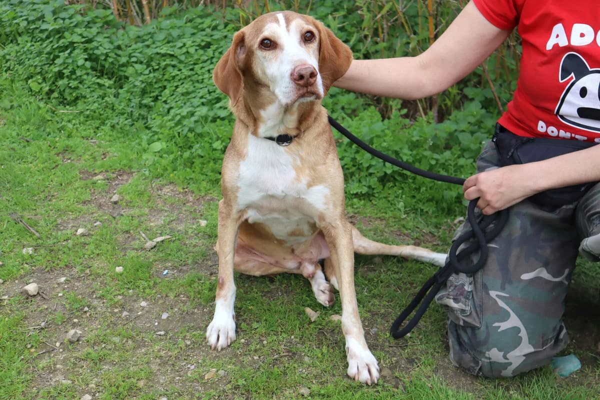 ARCHIE, Castanho male senior Mixed Breed for adoption at O Cantinho da Milu, Lisbon
