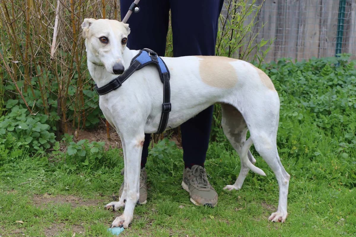 TNI, Branco e Amarelo female 6yo Mixed Breed for adoption at O Cantinho da Milu, Lisbon