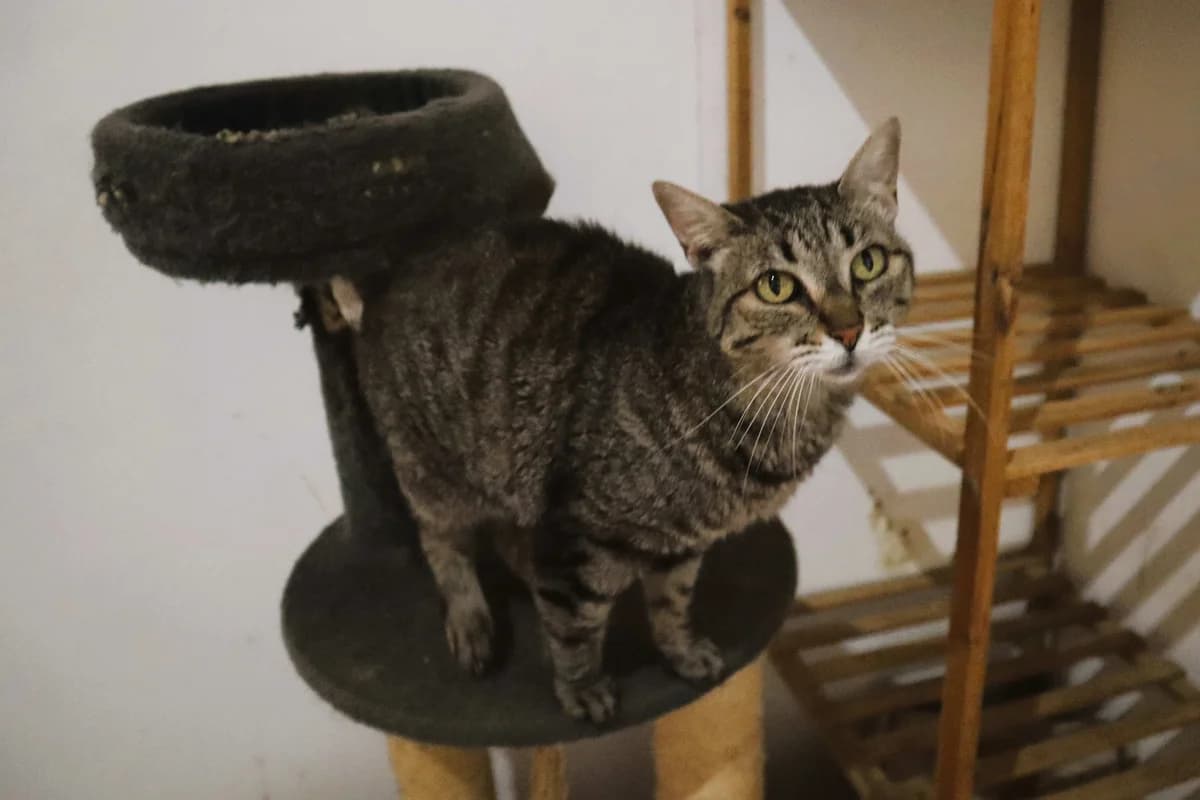 MIMOSA, Tigrado Cinzento female 6yo Mixed Breed for adoption at O Cantinho da Milu, Lisbon