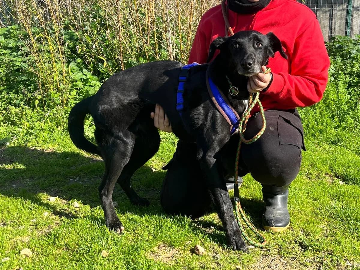 POMBINHA, Preto female senior Mixed Breed for adoption at O Cantinho da Milu, Lisbon