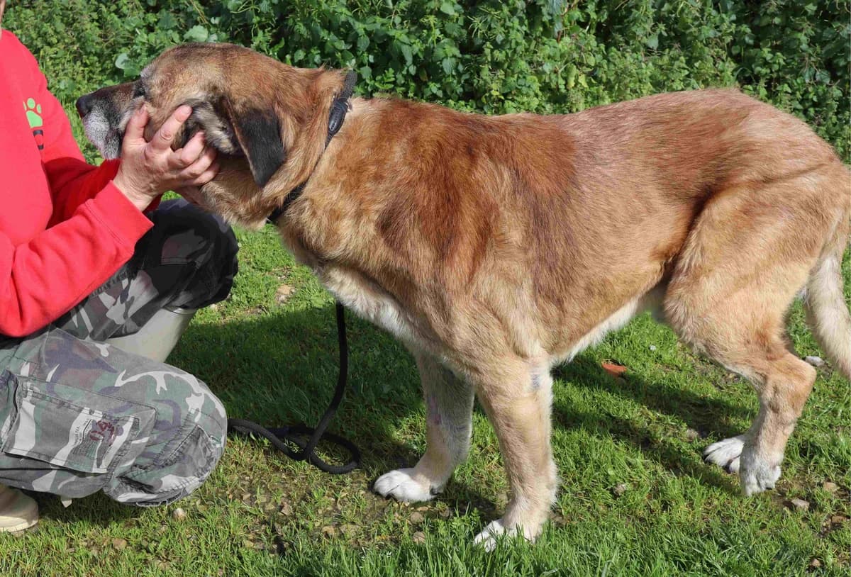 NAKO, Castanho male senior Mixed Breed for adoption at O Cantinho da Milu, Lisbon