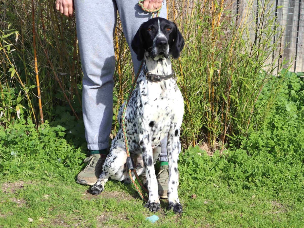 ARTURO, Branco e Preto male 3yo mixed breed for adoption at O Cantinho da Milu, Lisbon