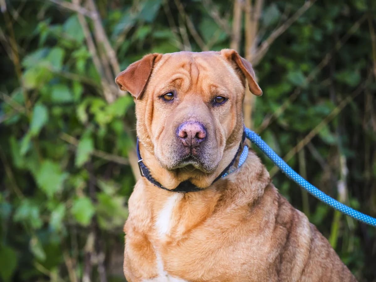GEMMA, Castanho female 6yo mixed breed for adoption at O Cantinho da Milu, Lisbon