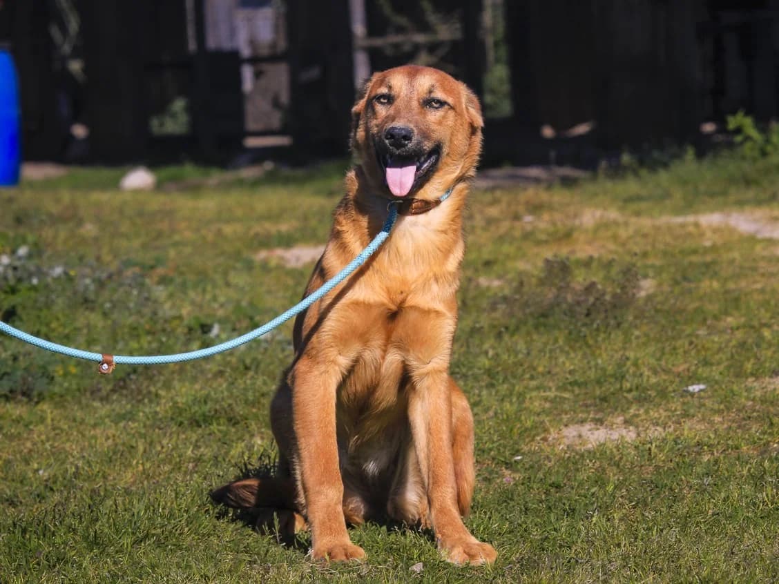 FELICIA, Castanho female puppy Mixed Breed for adoption at O Cantinho da Milu, Lisbon