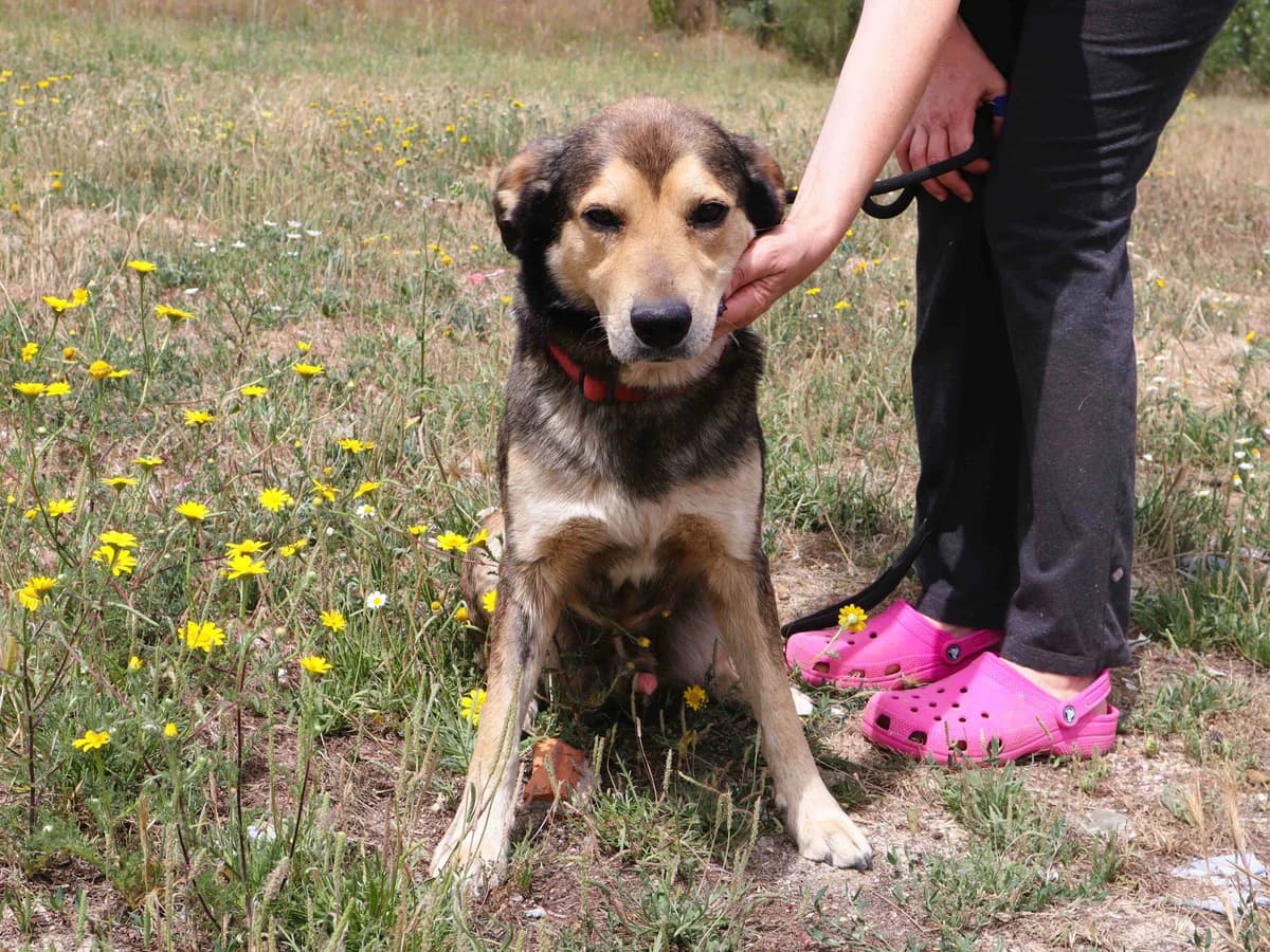 ALVIM, Castanho male 6yo Mixed Breed for adoption at O Cantinho da Milu, Lisbon