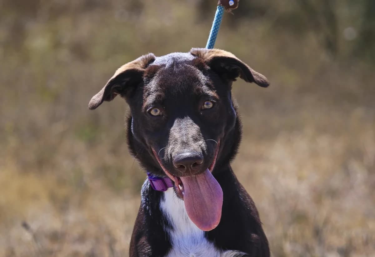 JESSY, Chocolate female puppy Mixed Breed for adoption at O Cantinho da Milu, Lisbon