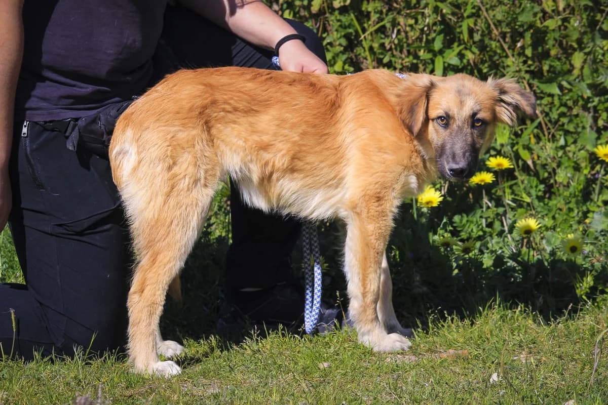 CARAMELO, Castanho male puppy Mixed Breed for adoption at O Cantinho da Milu, Lisbon