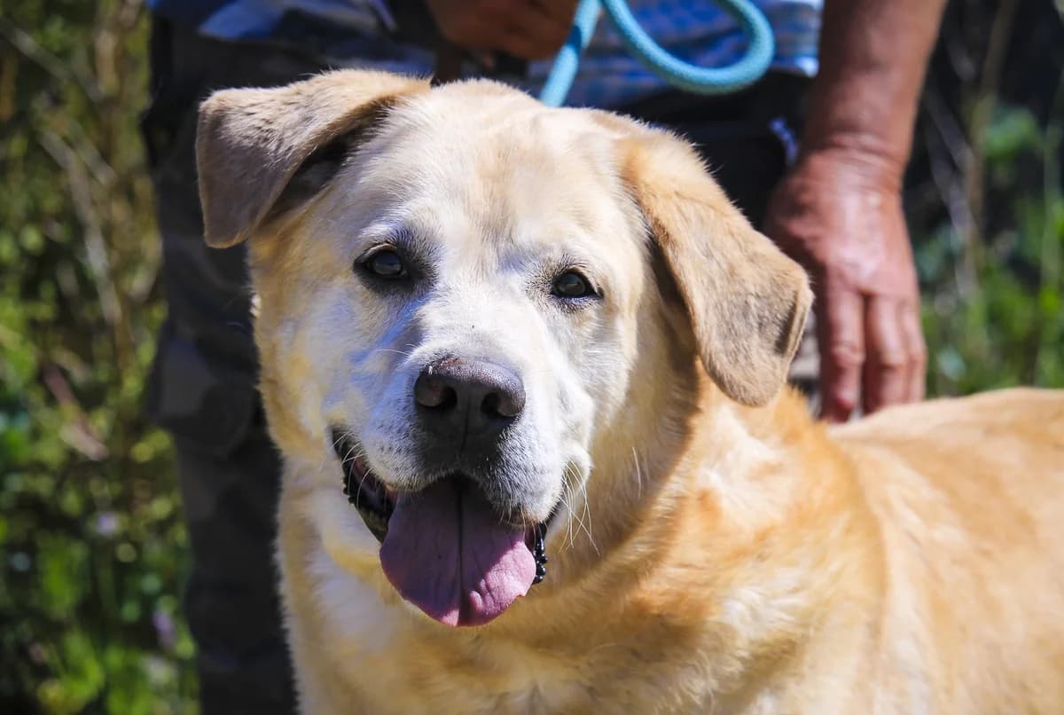 SPIKE, Creme male 7yo Labrador Retriever for adoption at O Cantinho da Milu, Lisbon