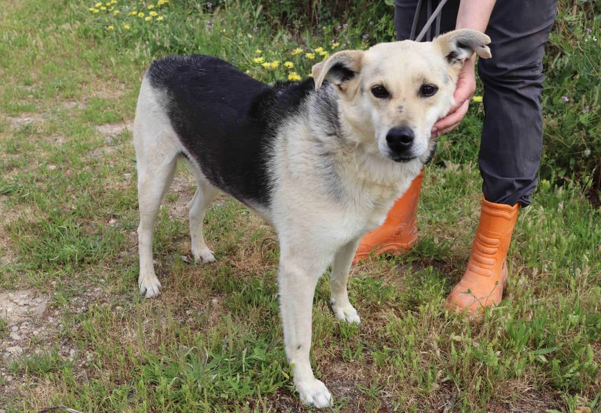 INDIO, Preto e Fogo male senior Mixed Breed for adoption at O Cantinho da Milu, Lisbon