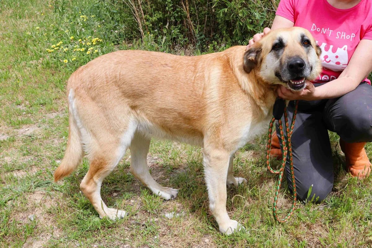 NELLY, Creme female 5yo Mixed Breed for adoption at O Cantinho da Milu, Lisbon