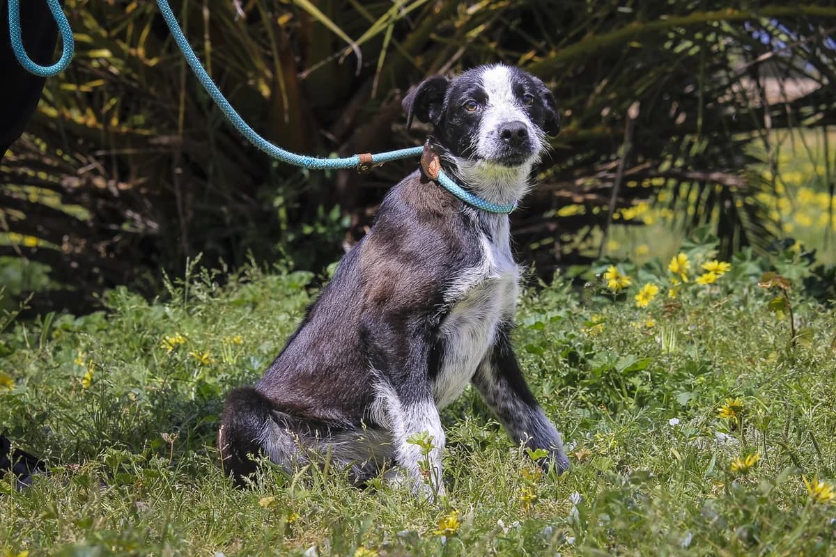 EDIKO, Preto e Branco male puppy Mixed Breed for adoption at O Cantinho da Milu, Lisbon