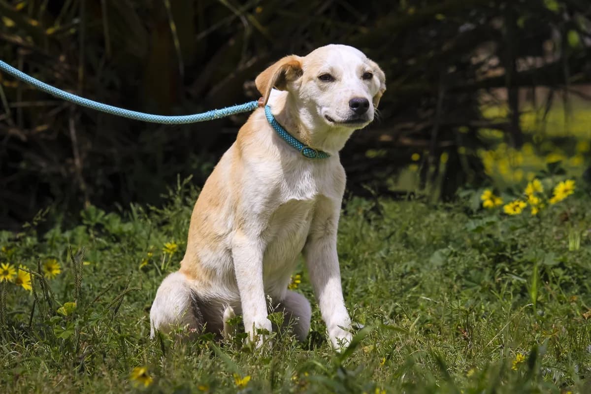 ELISSA, Creme female puppy Mixed Breed for adoption at O Cantinho da Milu, Lisbon