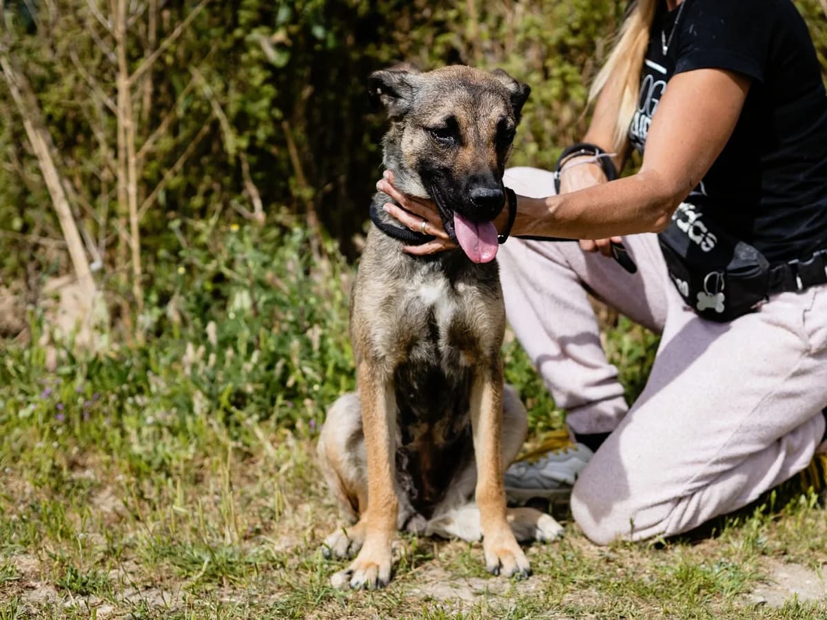 EMILY, Castanho female young Mixed Breed for adoption at O Cantinho da Milu, Lisbon