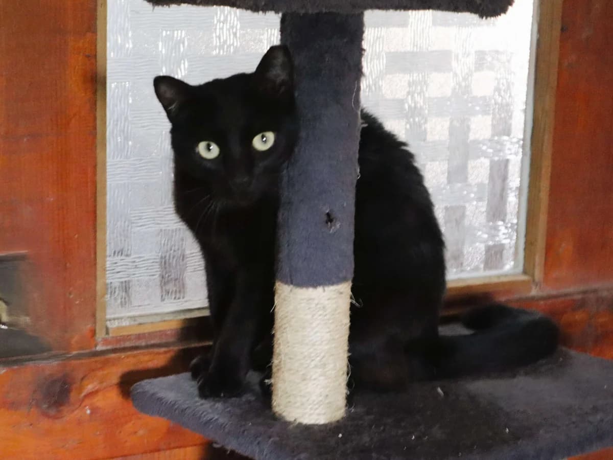OLIVIA, Preto female 3yo Mixed Breed for adoption at O Cantinho da Milu, Lisbon