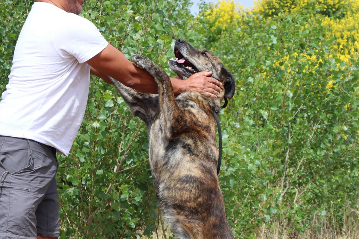 MARIA, Tigrado Castanho female 7yo Rafeiro do Alentejo for adoption at O Cantinho da Milu, Lisbon