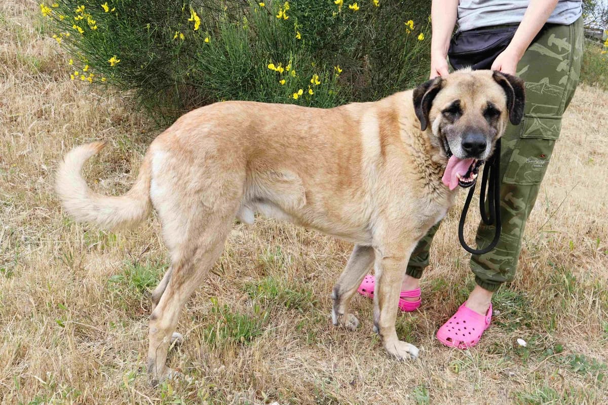 TRIGO, Creme male 6yo mixed breed for adoption at O Cantinho da Milu, Lisbon