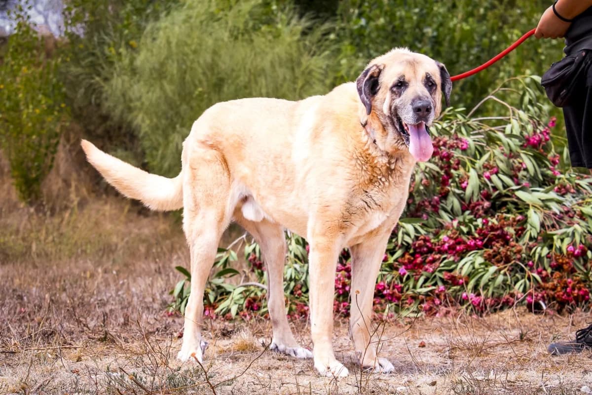 TRIGO, Creme male 6yo Rafeiro do Alentejo for adoption at O Cantinho da Milu, Lisbon