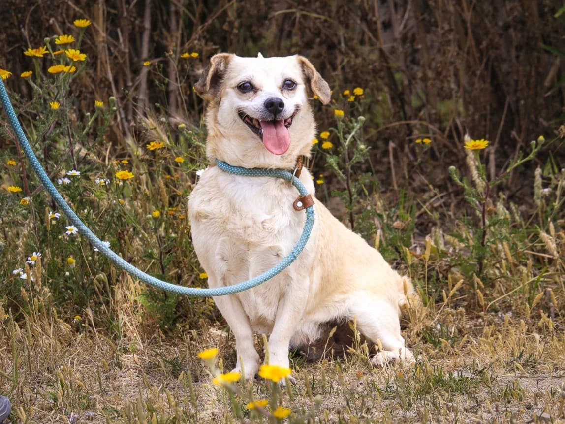 SNIPES, Creme female 3yo Mixed Breed for adoption at O Cantinho da Milu, Lisbon