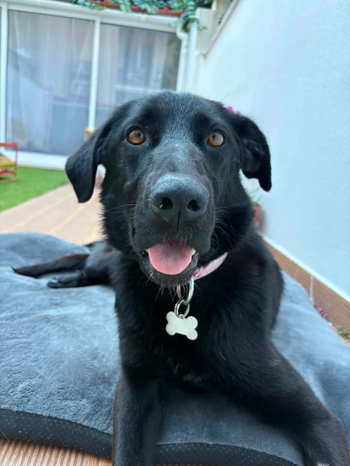 PAMINA, Preto female young Mixed Breed for adoption at O Cantinho da Milu, Lisbon