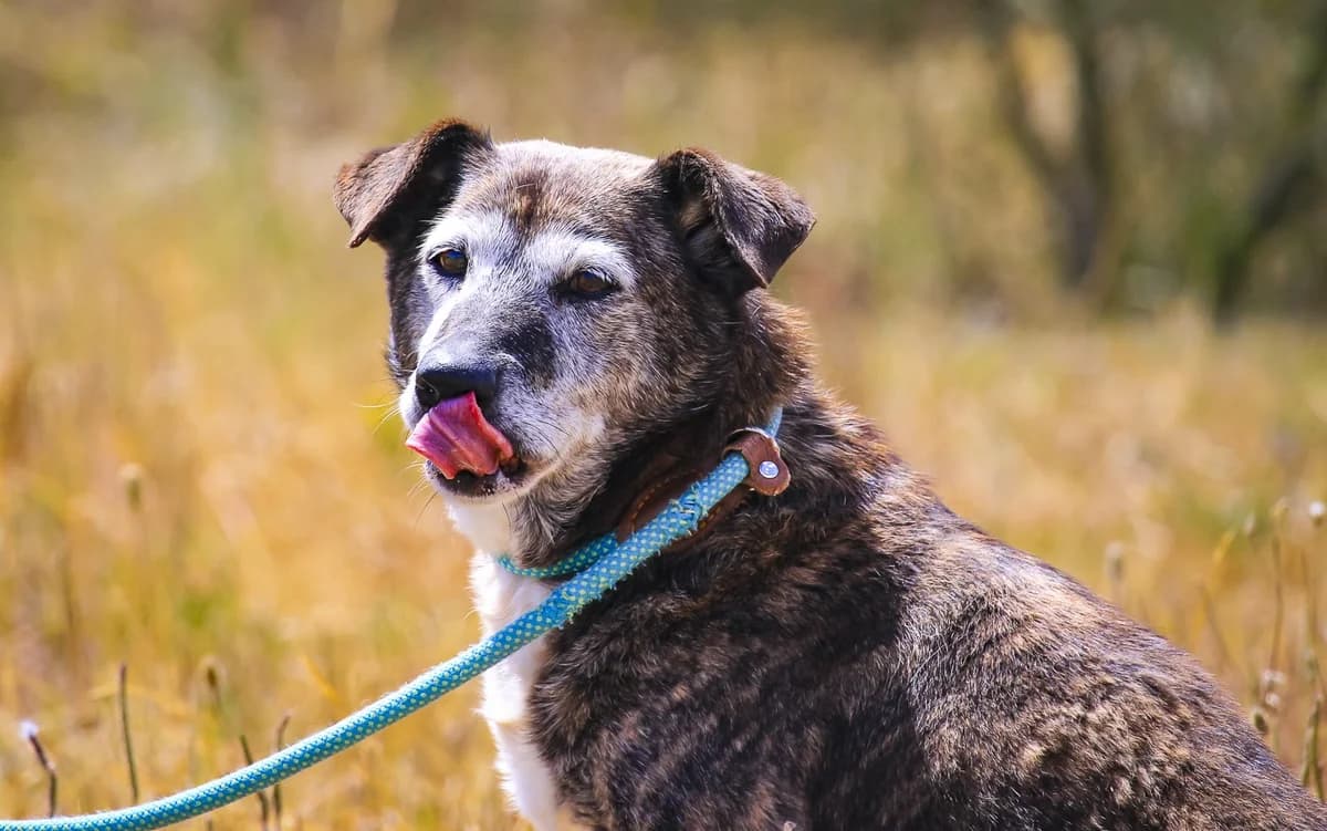 TIGRE, Tigrado Castanho male senior Mixed Breed for adoption at O Cantinho da Milu, Lisbon