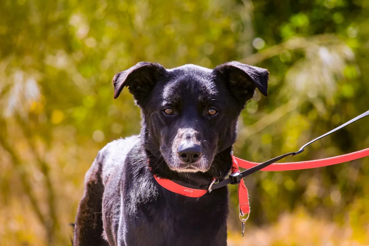 ARNOLD, Preto male senior Mixed Breed for adoption at O Cantinho da Milu, Lisbon
