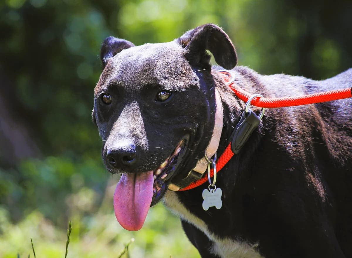 ATENA, Preto female 6yo Mixed Breed for adoption at O Cantinho da Milu, Lisbon