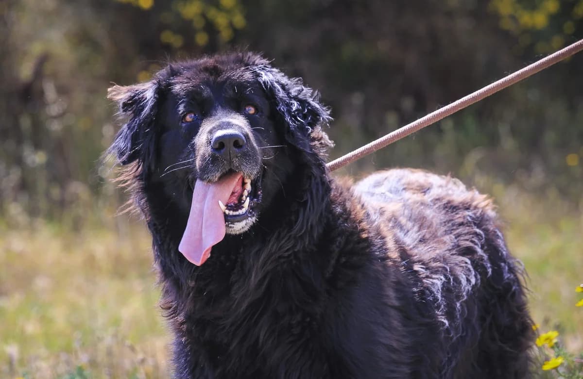 KIKA, Preto female 5yo Mixed Breed for adoption at O Cantinho da Milu, Lisbon