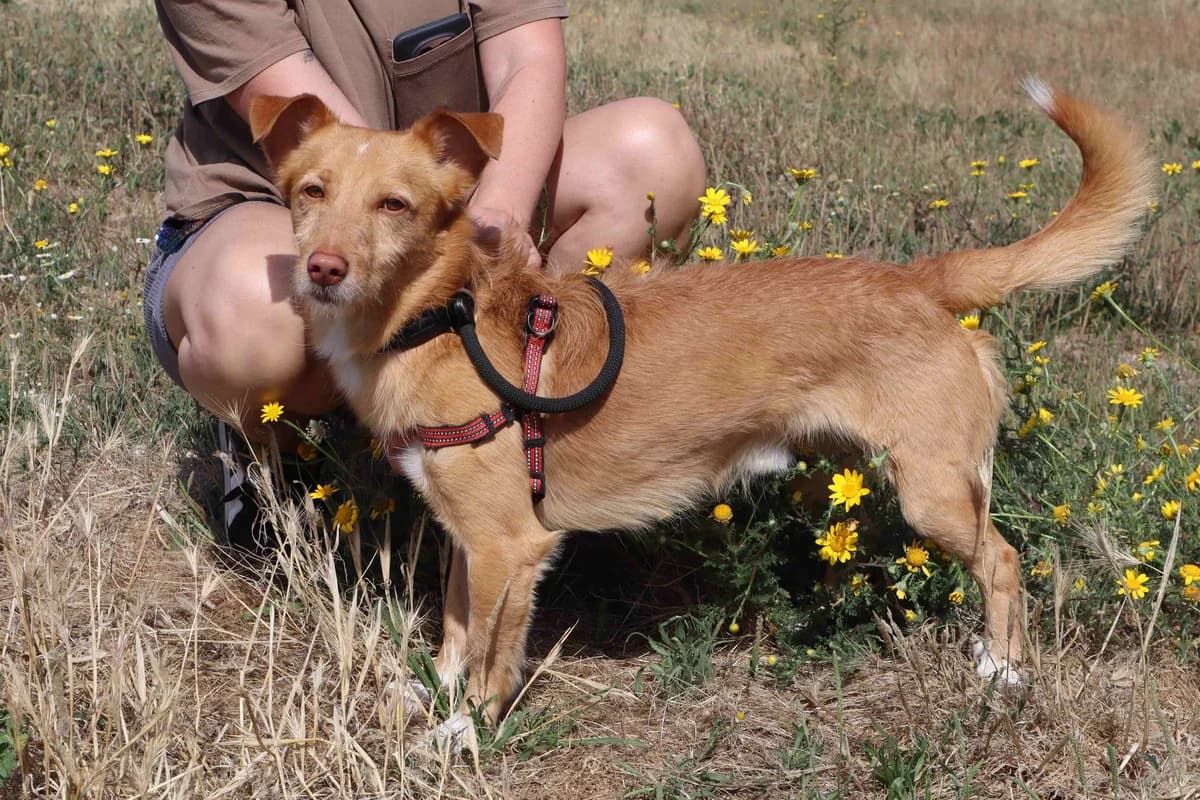 OTTO, Castanho male 4yo Mixed Breed for adoption at O Cantinho da Milu, Lisbon