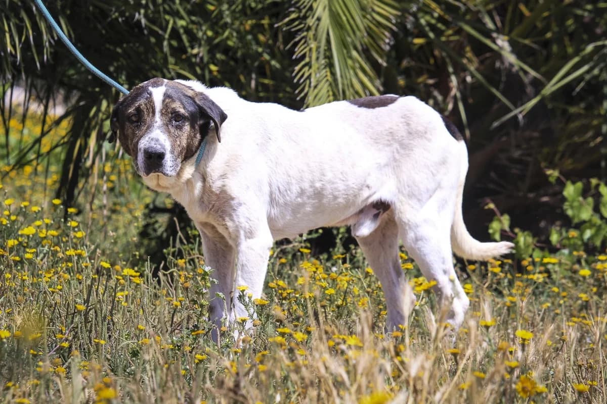 TINTIN, Castanho e Branco male 3yo Mixed Breed for adoption at O Cantinho da Milu, Lisbon