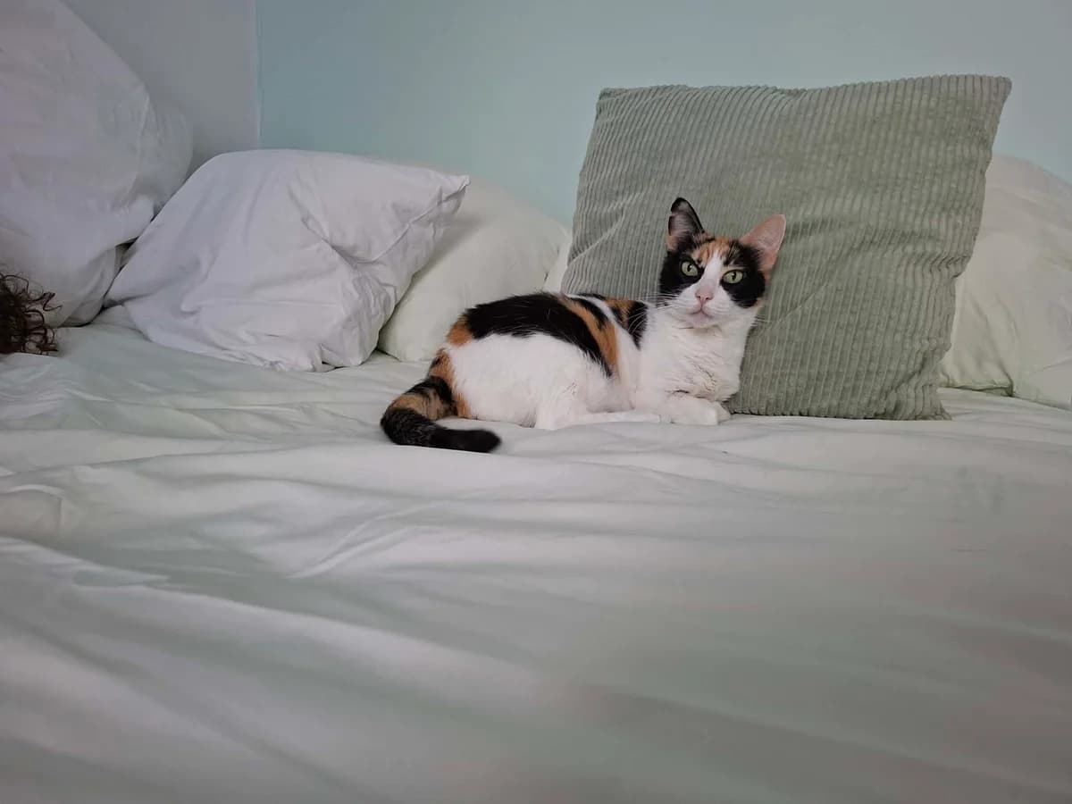 PIPA, Tricolor (Calico) female senior Mixed Breed for adoption at O Cantinho da Milu, Lisbon