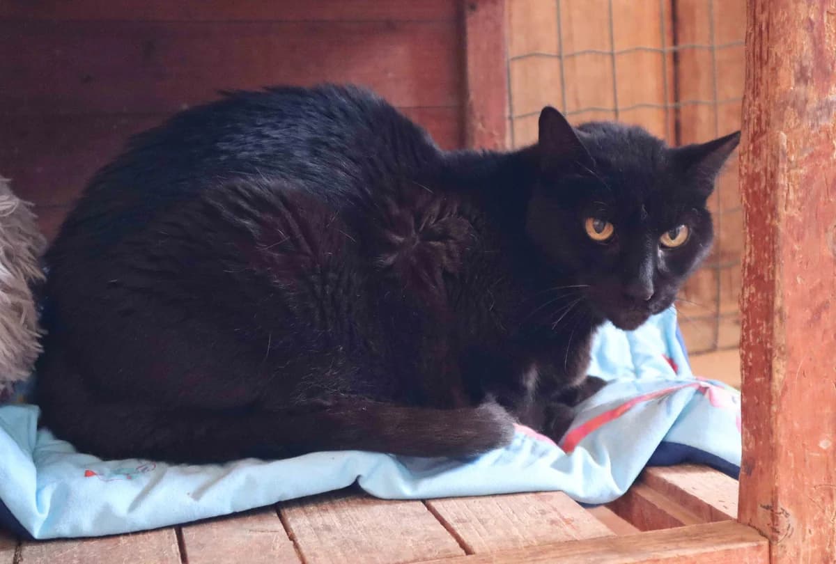PETER, Preto male senior Mixed Breed for adoption at O Cantinho da Milu, Lisbon