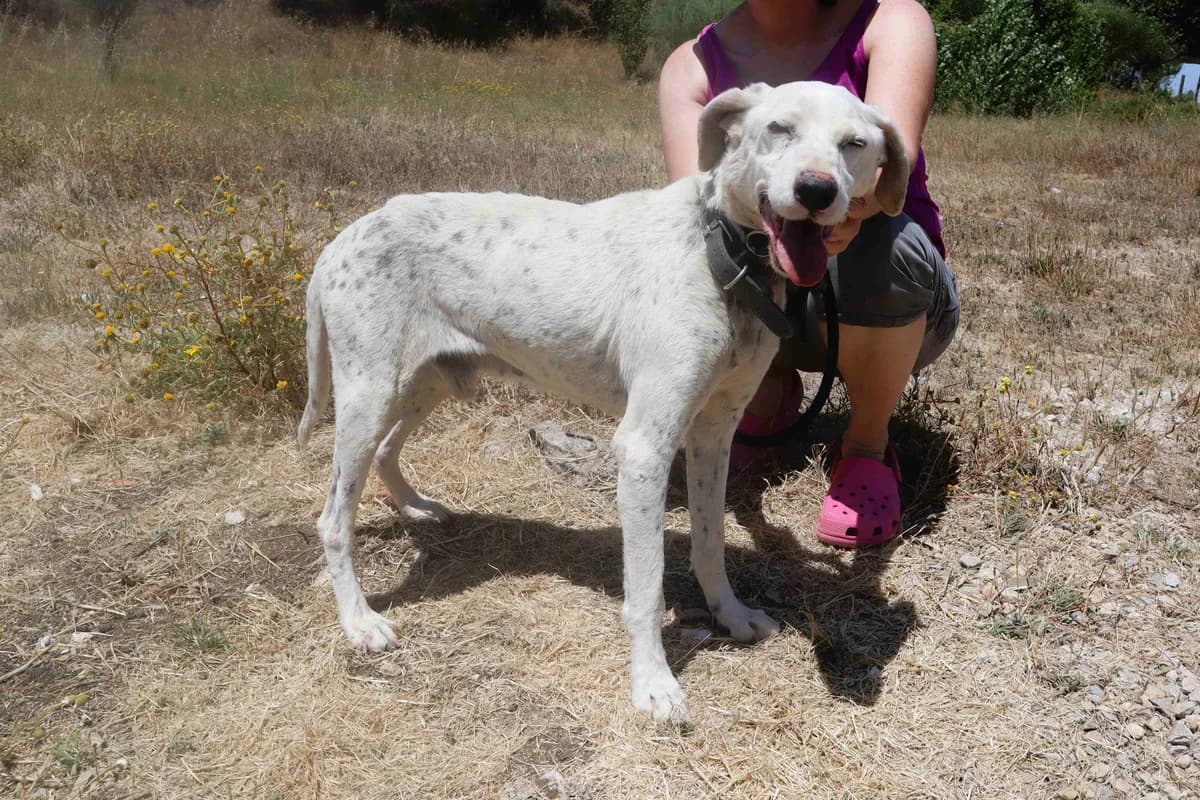 SALVADOR, Branco male senior Mixed Breed for adoption at O Cantinho da Milu, Lisbon