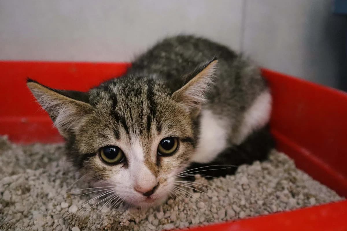 FRANCISCO, Branco e Cinza male puppy Mixed Breed for adoption at O Cantinho da Milu, Lisbon