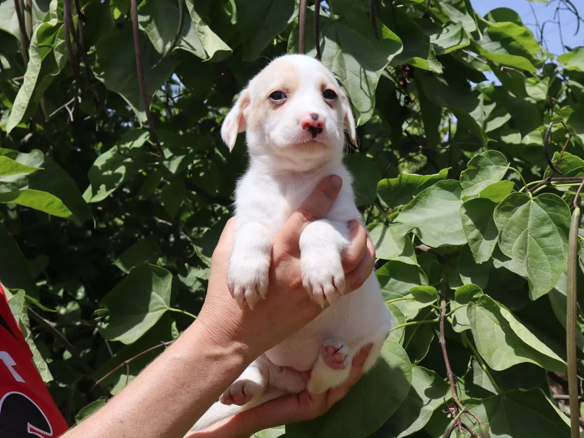 FREYA, Branco female puppy Mixed Breed for adoption at O Cantinho da Milu, Lisbon