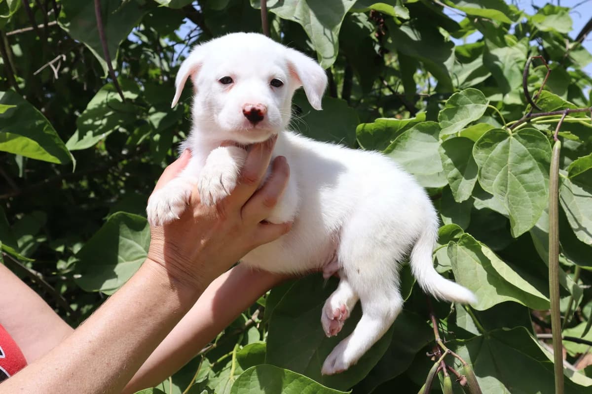 FANTOS, Branco male puppy Mixed Breed for adoption at O Cantinho da Milu, Lisbon