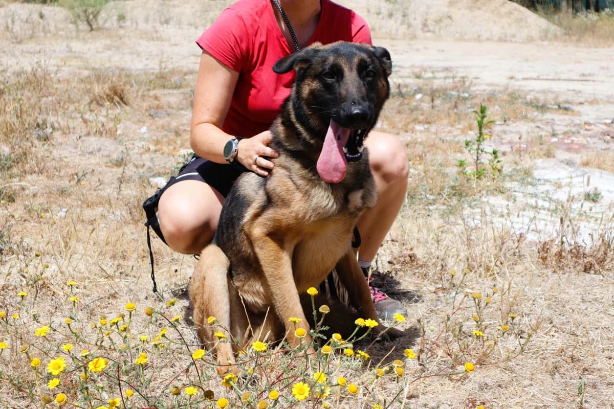 TEO, Preto e Castanho male young Belgian Malinois for adoption at O Cantinho da Milu, Lisbon